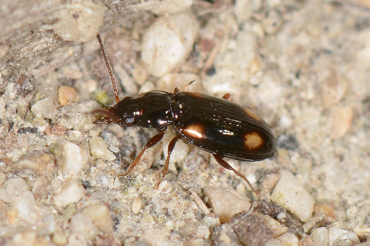 Carabidae: Elaphropus sp.?  No, Tachyura sp.